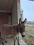 продавам женско магаре, снимка 2