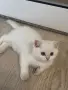 Британски котета , снимка 1