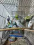 продавам млади вълнисти папагали 2026 г, снимка 2