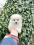 Померан мини момиче. Померанче, снимка 2