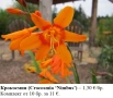 КРОКОСМИЯ (Crocosmia) - РАЗЛИЧНИ СОРТОВЕ (ЛУКОВИЦИ), снимка 7