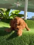 Кавапу (Cavapoo ), снимка 6