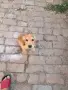 Малко куче Кокер Шпаньол мъжко, снимка 5