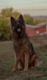 Немска овчарка мъжка за разплод, снимка 6