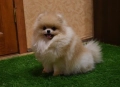 Мини Померани , снимка 11