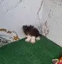 Бивър и Биро йорки , снимка 1