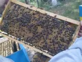 Пчелни майки, отводки и кошери по програмите 2026, снимка 8