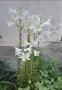 Луковици от Бял Крем (Мадонска Лилия / Lilium Candidum), снимка 2