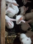 продавам зайци, снимка 2