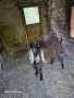 Продавам англонубийски пръч , снимка 2