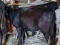 бозайници и отбити телета , снимка 14
