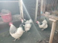 Кокошки и петел БЯЛ СЪСЕК - НОСАЧКИ, снимка 5