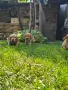 Бебета кокершпаньол, снимка 6