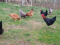 разплодни яйца от селски кокошки и пиленца на седем дни , снимка 1 - Кокошки и пуйки - 44671446