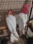Розово какаду бебета, снимка 2