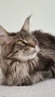 Мейн кун Мейн Куун коте Maine Coon , снимка 7