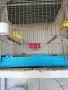 продавам канари , снимка 5