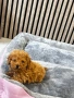 Мини Той Пудел / Mini Toy Poodle, снимка 4