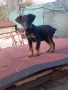 продавам ягдтериер, снимка 4