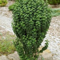 Дрян Компреса (Cornus sanguinea Compressa), снимка 1 - Градински цветя и растения - 42198347