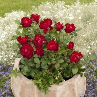 Роза 2, снимка 3 - Градински цветя и растения - 41777185