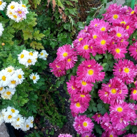 Продавам различни видове хризантеми , снимка 12 - Градински цветя и растения - 44752282