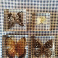 естествени  пеперуди , снимка 1 - Колекции - 39596146