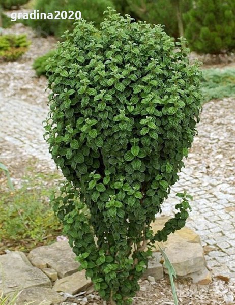 Дрян Компреса, снимка 1