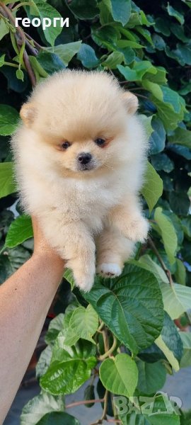 Померан померанче, снимка 1