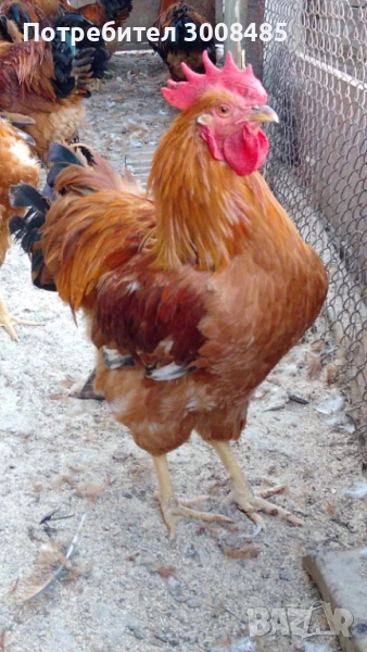 Петли Ню хемпшир, снимка 1