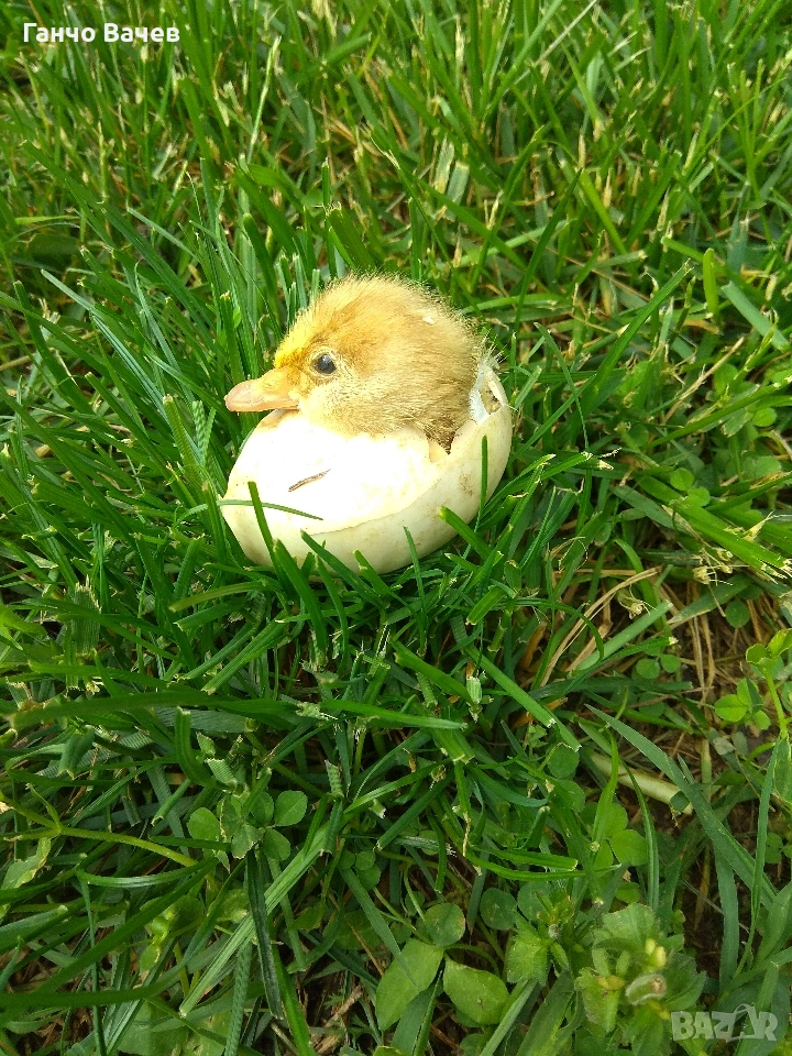 яйца за люпене , снимка 1