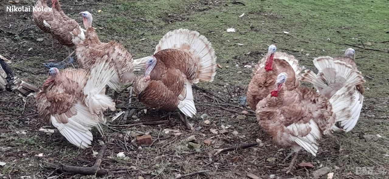 Продавам домашни био пуйки, снимка 1