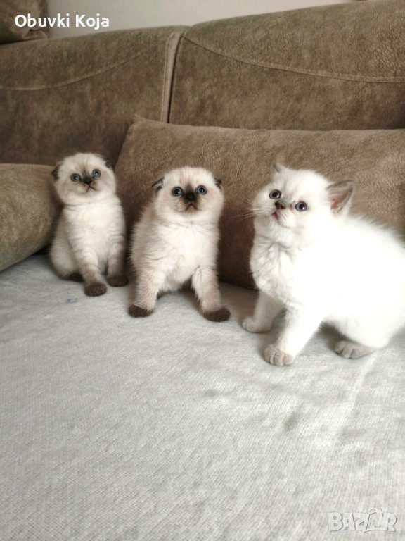 Не са красиви те просто са уникални , снимка 1