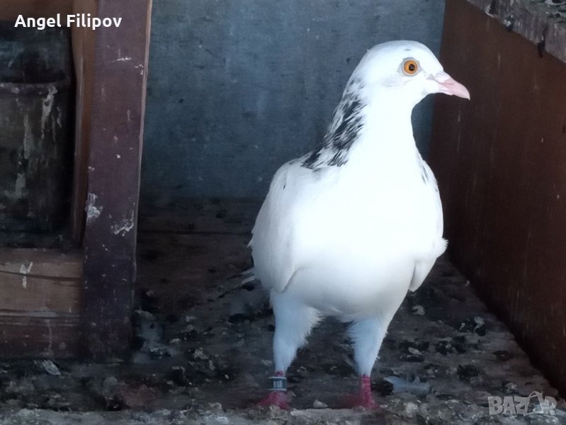 Пазарджишки гълъби, снимка 1