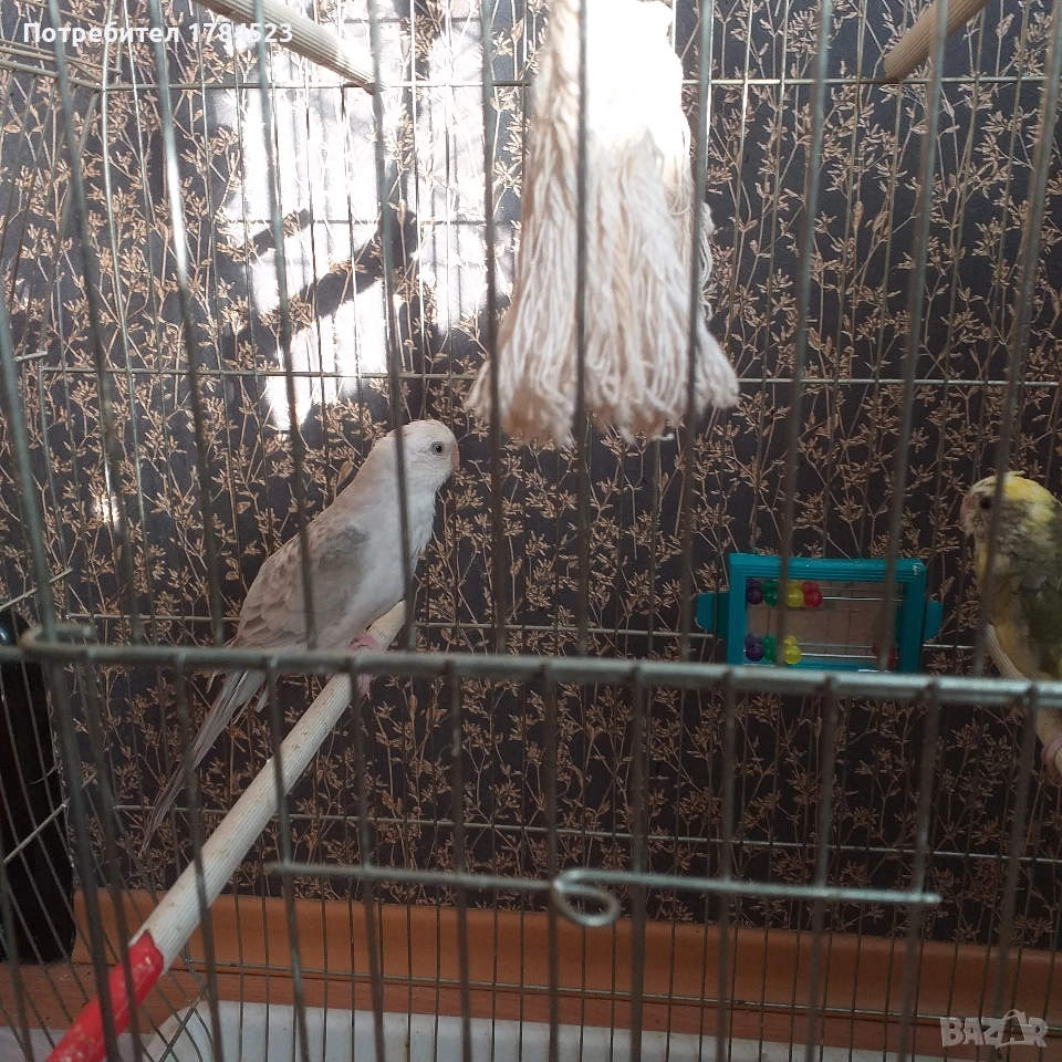 Млади пойни папагали., снимка 1