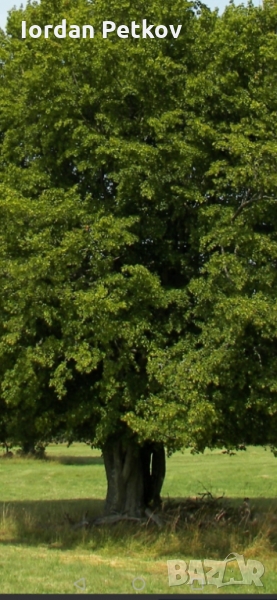 разсад габър, снимка 1