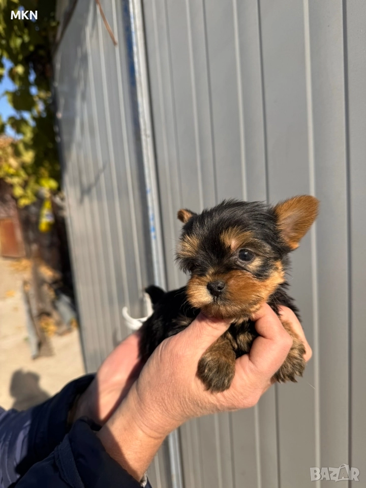 Йоркширски териер йорки , снимка 1