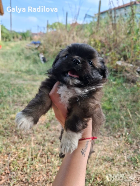 Пекинез, снимка 1