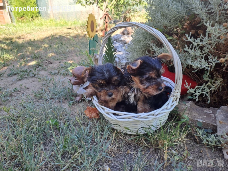 Йорки, снимка 1