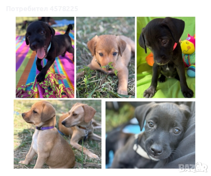 Страхотни кученца търсят домове, снимка 1