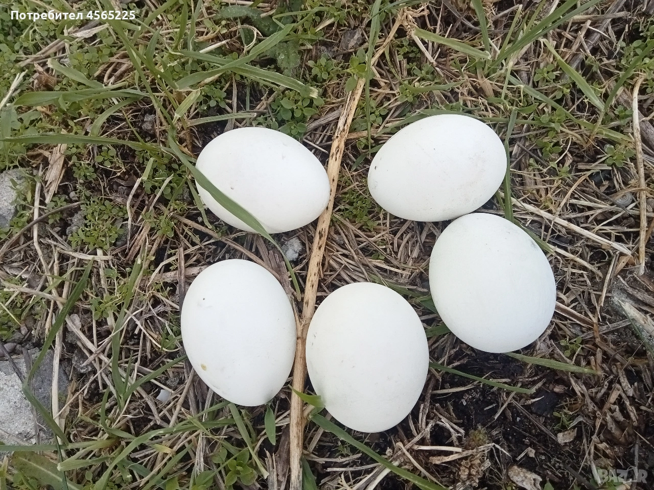 Яйца, снимка 1