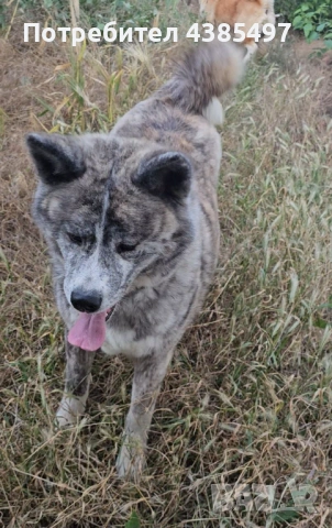 Акита Ину женска, снимка 2 - Акита ину - 53765637