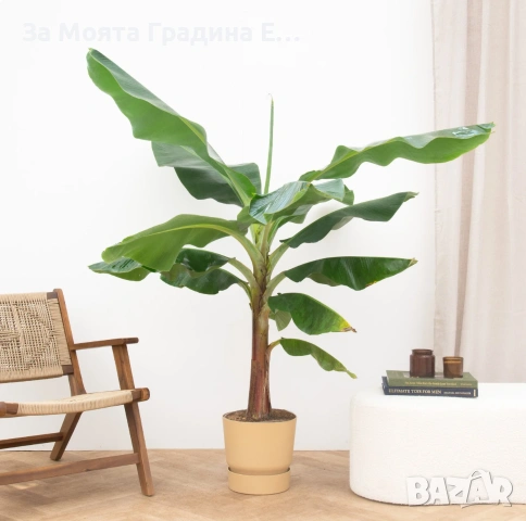 Банан - Стаен, снимка 2 - Стайни растения - 53634638