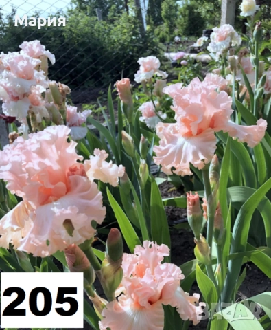 Сортови вискоки ириси /брадати ириси, снимка 9 - Градински цветя и растения - 51459299