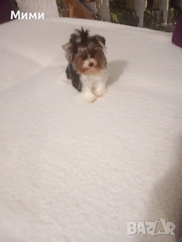 Бивър йоркширски териер , снимка 2 - Йоркширски териер - 51674847