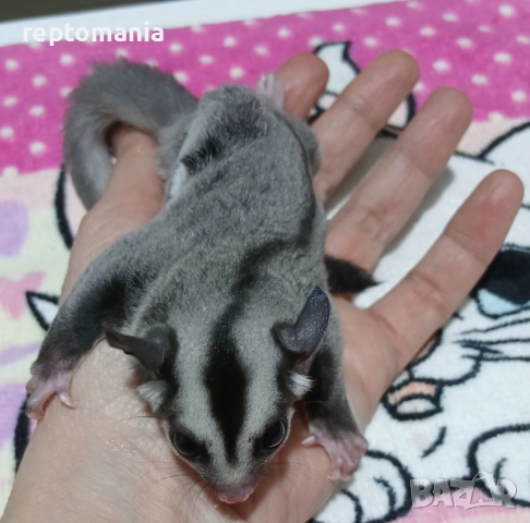 захарна,летяща,торбеста катерица, снимка 3 - Други животни - 52875905