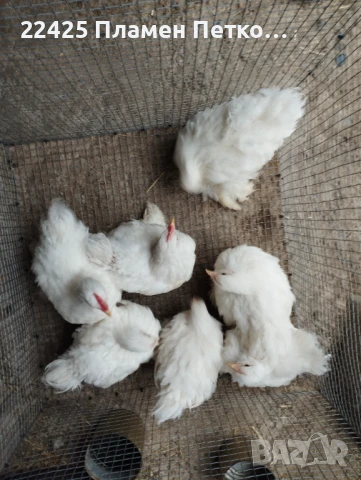 Бял мини кохин на 4 месеца , снимка 2 - Папагали - 51082249