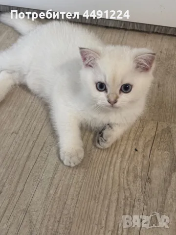 Британски котета , снимка 3 - Чинчили - 56102990
