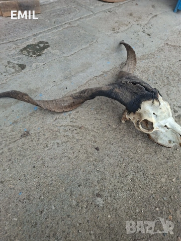 Рога Трофей череп от козел пръч, снимка 8 - Антикварни и старинни предмети - 53481989