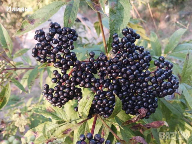 Песто,Риган,Черен Бъз,Маточина,Живовляк,Самардала,Коприва,Розмарин,Репей,Дива Ягода,Магарешки бодил, снимка 2 - Домашни продукти - 44686378